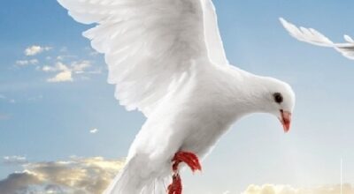 Solidarietà con colombe Fiasconaro